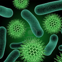 bacteria